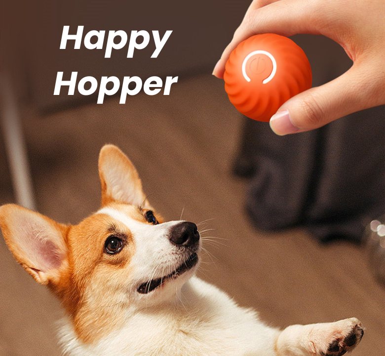 Dog waiting to play with orange Happy Hopper interactive toy ball.