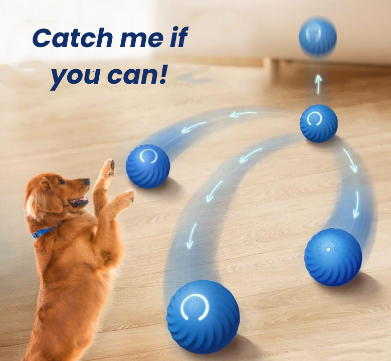 Dog chasing the blue Happy Hopper motion ball across a hardwood floor