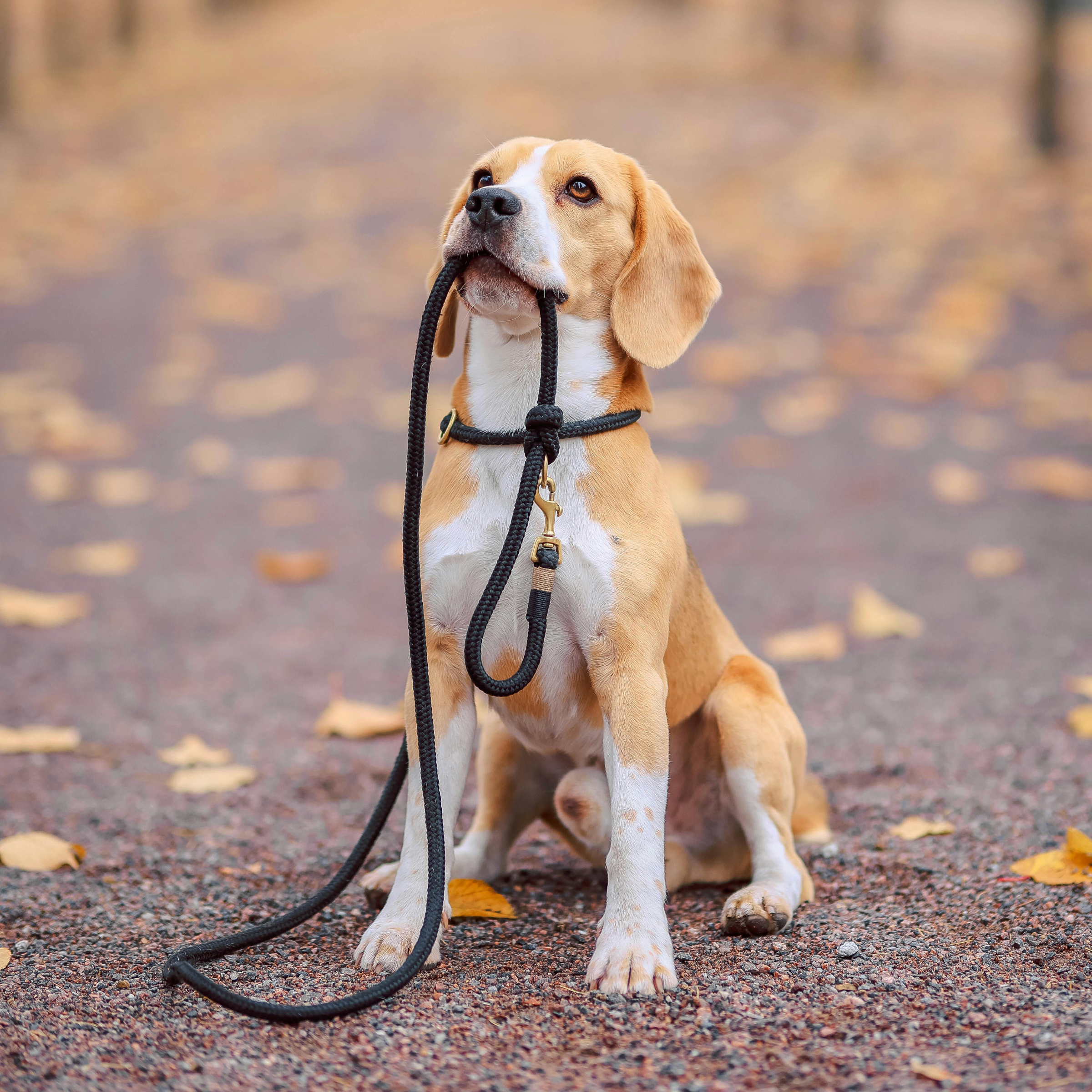 Dog holding leash
