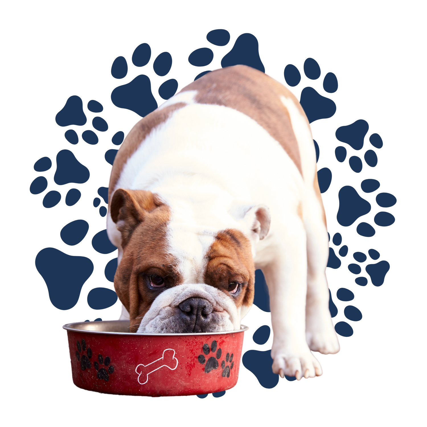 Bulldog eating from bowl with paw prints