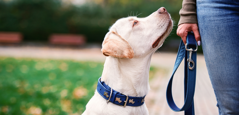White lab looking up for a walk