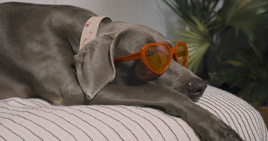 Grey lab on couch with heart sunglasses